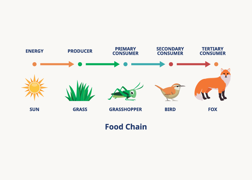 Food chain