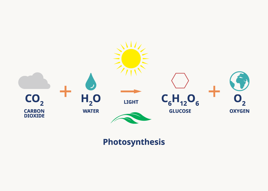 Photosynthesis